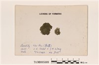 藏品(林氏絨衣)的圖片